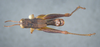 CollectionObject 2008238; 90535b2c-6094-4efd-85a0-c311e82f0f66: Male, dorsal view. (CollectionObject).