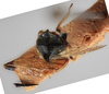 Habitus, dorsal view: (Observation).
