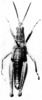 CollectionObject 1518472; 53598579-4ba7-4fbf-85aa-b737d52238bf: Fig. 7 A. male, dorsal view (holotype). (CollectionObject).