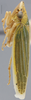 Habitus, lateral view on Draeculacephala noveboracensis (Fitch, 1851): Lateral. (Observation).