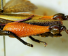 CollectionObject 1498827; b4f7727e-1f33-4456-9479-f8b186356cc6: 2012. male, hind femur, lateral view. (CollectionObject).