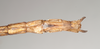 CollectionObject 1558242; 14cb91d8-5b02-48a2-9e8d-2415d0c71000: copyright Natural History Museum, London. female: end of abdomen, ventral view (holotype). (CollectionObject).