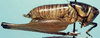 CollectionObject 1522440; 19263afe-eaa8-477f-9b75-ff7d65657058: male, lateral view (holotype). (CollectionObject).