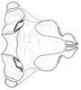Pachyossa signata Rehn, 1913: Fig. 7. phallic complex, dorsal view. (Otu).