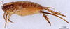 CollectionObject 1961575; ea1d0043-4fc1-450d-826d-ccfcb760f3dc, ANSP006_GRYLL_ANSP: Female, lateral view (paratype). (CollectionObject).