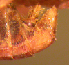 CollectionObject 1543661; c0d8efc2-f248-4c47-a203-0b27ee090307: male abdomen tip, lateral view (lectotype). (CollectionObject).