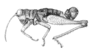 Lamiacris nigroguttata (Scudder, 1875): Fig. 134. male habitus. (Otu).