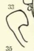 Stylus on Cyclopoliarus biperforatus (Fennah, 1945): (Observation).