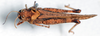 CollectionObject 1506409; 2c6327dd-dfa1-4f0d-8e52-4cdae62a934a: female, dorsal view (syntype). (CollectionObject).