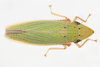 Live specimen on Draeculacephala balli Van Duzee, 1915: (Observation).