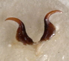 CollectionObject 1505834; a49006d4-9c2c-464f-9172-da8fd6f845e0: male titillators (holotype). (CollectionObject).