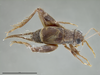 CollectionObject 2072274; cf645508-f74d-4862-b0a5-d0bb4cb98090: Male, dorsal view. (CollectionObject).