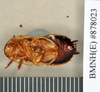Drymaplaneta heydeniana (Saussure, 1864): Lectotype, male, ventral. BMNH(E)#878023. (Otu).
