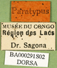 CollectionObject 1502569; 97e4a33f-8c1c-4d6a-9e2a-2589d2fceac2: labels (paratype). (CollectionObject).