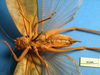 female, ventral view (syntype?). Depicts CollectionObject 1538335; MLUH DORSA ATmiclanS01, 391e663d-acfd-4591-8294-d6c74f3f342f, a CollectionObject.