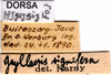 CollectionObject 1578134; 96177bd7-43db-491e-9c10-d9f1491eee82: labels. (CollectionObject).