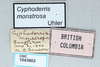 CollectionObject 2868942; CNCI 1043802, a691fcc5-7982-4125-8eb3-b922f1dbcad0: Cyphoderris monstrosa. (CollectionObject).