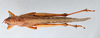 CollectionObject 2856587; 7794cad8-782b-4165-b304-72340d5aeae9, CNCI 981504: Schistocerca cancellata paranensis. Dorsal view. (CollectionObject).