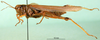 CollectionObject 1502816; a64bb94c-15c0-436a-91f7-53bed024bd15: female, lateral view (paralectotype of Ognevia debilis). (CollectionObject).