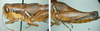Melanoplus flabellatus (Scudder, 1878): female. (Otu).