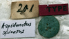 CollectionObject 1539665; 1fb2d361-6e9d-4120-8322-521192e744e9, MNHN-EO-ENSIF1151: labels (holotype). (CollectionObject).