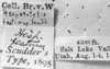 CollectionObject 1564561; NMW 20396', 4fff7d98-dc51-438d-a7ba-1cace3f46f3b: Image Carbonell, C.S. labels (syntype of Hesperotettix viridis festivus). (CollectionObject).