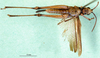 CollectionObject 1501379; 718c88cf-dbab-4e1f-b76c-354cf8e0916c: male, ventral view (holotype of Roduniella duria). (CollectionObject).