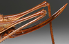 CollectionObject 1517120; 10e19e0d-08b0-4d1f-afde-6a69e9c11da2: female ovipositor (holotype). (CollectionObject).