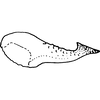 Pygofer appendages on Empoascanara (Empoascanara) vinia Dworakowska, 1992: Pygofer appendages. (Observation).