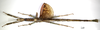 CollectionObject 1595959; 6a7c934e-58f3-4ef2-8478-6505b1c6748f: copyright MNHN, Paris. female (paratype). (CollectionObject).