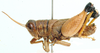 Duplessisia sulcata Dirsh, 1956: male, lateral view. (Otu).