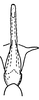 Aedeagus, ventral view: Aedeagus, ventral view. (Observation).