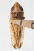 Habitus ventral view on Twiningia scrupulosa (Ball, 1902): (Observation).
