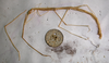 CollectionObject 1559530; 8de1b60d-664c-4531-b4b8-c78462bfb40c: copyright NZSI, Calcutta. male (syntype) ?. (CollectionObject).;CollectionObject 1559531; 926890be-c9b2-4527-ac02-d8bd970eecc7: copyright NZSI, Calcutta. male (syntype) ?. (CollectionObject).;CollectionObject 1559532; 36e99b84-a12b-49fc-b050-2e9f3ef85433: copyright NZSI, Calcutta. male (syntype) ?. (CollectionObject).