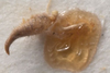 CollectionObject 1505810; 12c59d8f-b1e9-4b15-ad7a-99843b47b72f: male cercus (holotype). (CollectionObject).