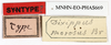 CollectionObject 1595957; c5b8d3dd-78a3-4c2e-97af-2cdd738980b3: copyright MNHN, Paris. female, data labels (syntype). (CollectionObject).