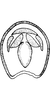 Anal tube processes: !! display not done !! on Punctulus tumidifrons Dai, Zahniser, Viraktamath & Webb, 2017: Anal tube. (Observation).