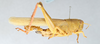 CollectionObject 2867363; CNCI 981535, 649135f5-80a7-40f0-9c03-88886c40ef68: Schistocerca flavofasciata. Lateral view. (CollectionObject).