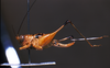 CollectionObject 1516539; NNM 3225106, ec39213b-cad1-431e-9fe9-441beca404af: female, lateral view. (CollectionObject).