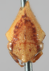 Head on Amastris maculata Funkhouser, 1922: (Observation).