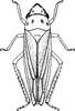 Habitus, dorsal view on Anagonalia melichari (Distant, 1908): Habitus, dorsal view. (Observation).