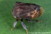 Bolbonota (Bolbonota) Amyot & Audinet-Serville, 1843: _Bolbonota_ (_Bolbonota_) _pictipennis_. (Otu).
