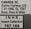 Other on Diplocolenus (Diplocolenus) brevior Ross & Hamilton, 1970: Labels. Labels for the specimen used for the dorsal, lateral and face images. (Observation).