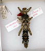 CollectionObject 1558985; 8b2125e8-61c9-43ae-b30b-e4b333e9747f: copyright ANSP. female (holotype). (CollectionObject).