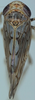Habitus, dorsal view on Discolopeus arctus Stiller, 2019: Habitus, male, dorsal view. (Observation).