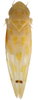 Habitus, dorsal view: !! display not done !! on Eratoneura turgida (Beamer, 1931): Habitus (MSU collection). (Observation).