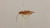 CollectionObject 1518078; b3e99c97-fcaa-478b-9247-ce5865a635cc: male, lateral view (holotype). (CollectionObject).