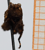 CollectionObject 1584367; feadf7d7-92ed-44dd-ba05-13469ec061a0: male, frontal view (syntype). (CollectionObject).