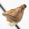 Habitus, lateral view: !! display not done !! on Mistharnophantia ajoensia Doering & Shepherd, 1947: (Observation).