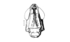 Paracrites pichis Rehn, 1942: Fig. 145. male head, frontal view. (Otu).